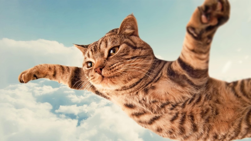 ginger cat, tabby, domestic animals, cloud - sky, day, feline, cat, mammal, animal, animal eye, sky, whisker, domestic, brown, domestic cat, pets, low angle view