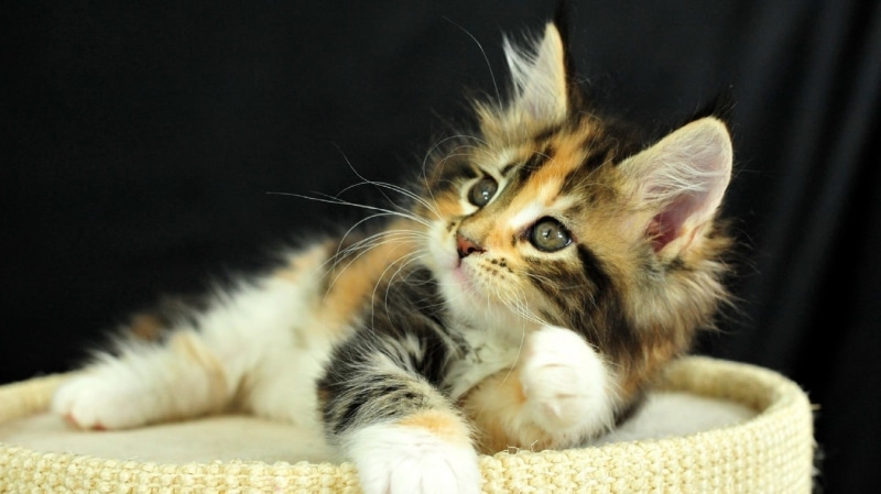 portrait, domestic cat, animals, animal themes, hair, white, domestic, one animal, vertebrate, mammal, kitten, no people, cat, brown, whisker, tabby, 1080P