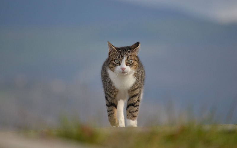domestic cat, one animal, focus on foreground, portrait, white, domestic animals, nature, pets, whisker, looking at camera, maine coon cat, selective focus