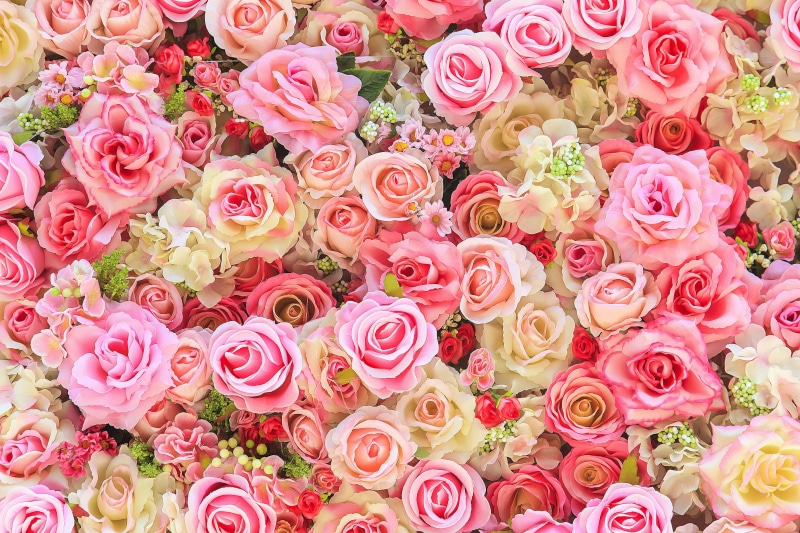 pink, bud, background, colorful, roses, flowers, buds, 5K
