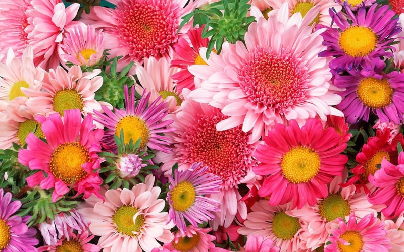Flowers, Pink, 1080P, Chrysanthemum, Colorful, dahlia, purple
