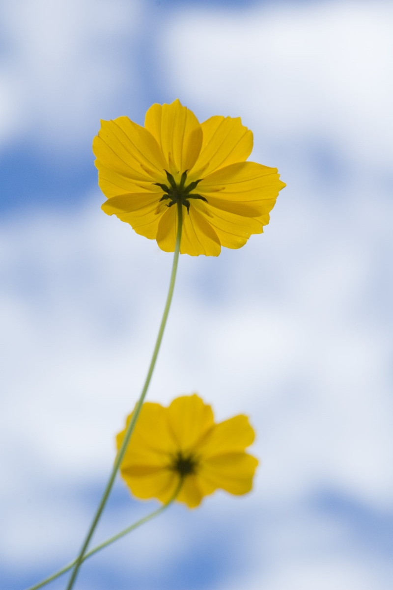 meadow, plant, Duo, springtime, yellow, yellow  blue, flower, nature, petal, summer, beauty In Nature, 1080P, Cosmos, daisy, flower  flower, outdoors