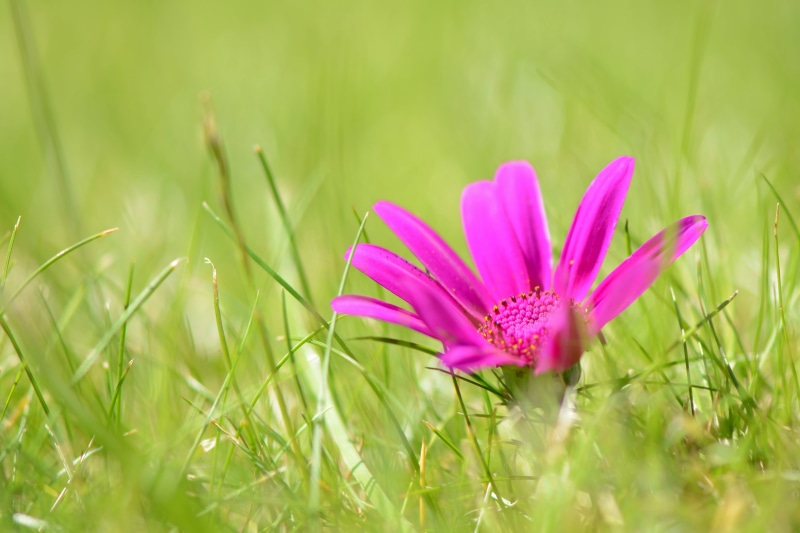 purple  flower, photography, meadow, grass, grasses, flower Head, outdoors, petaled, focus, pink, Something, Nikon  D5100, near, green Color, selective focus