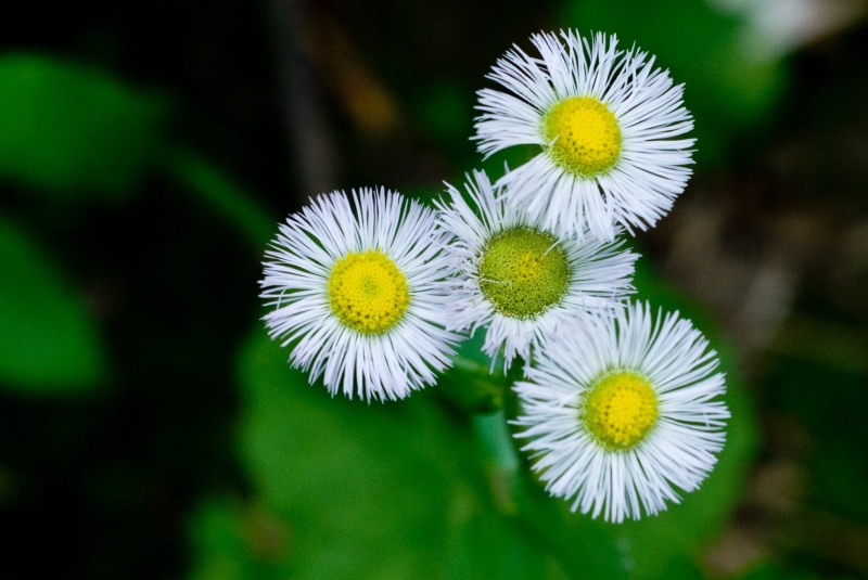 photography, outdoors, beauty In Nature, flowers, springtime, green Color, petal, Washington DC, yellow, season, macro, plant, daisy, Spring, White  flower