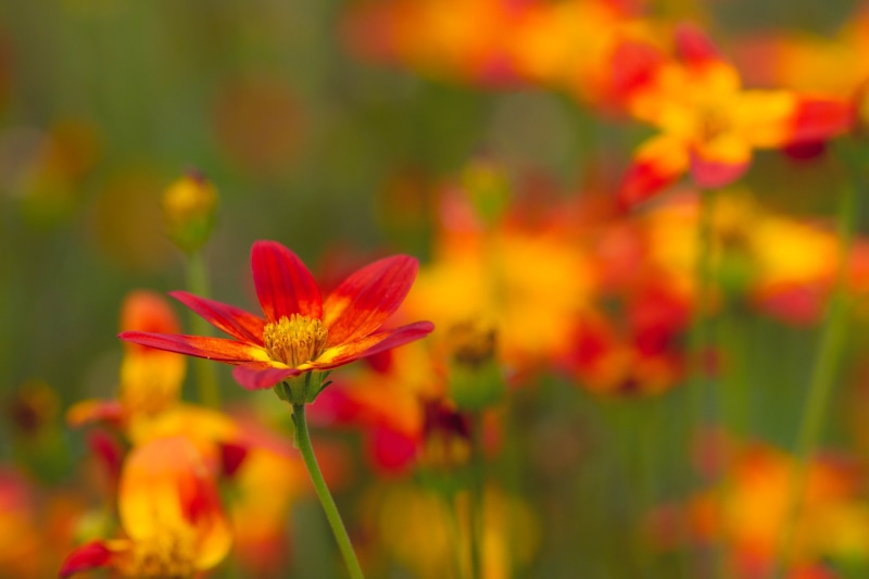 Denver Botanic Gardens, floral, red, beauty In Nature, flower, close up, nature, plant, summer, macro, yellow, bokeh, yellow  green, 4K, cosmos Flower