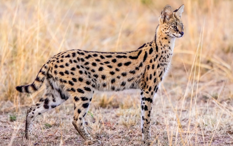 Serval, Animal, cheetah, 2K, Wildlife