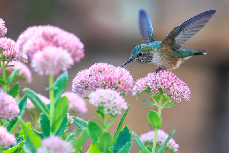 photography, Hummingbird, focus, flowering plant, wildlife, bird, vulnerability, flapping, flower, 2K, flower head, color Image, animal wing, flying, pink