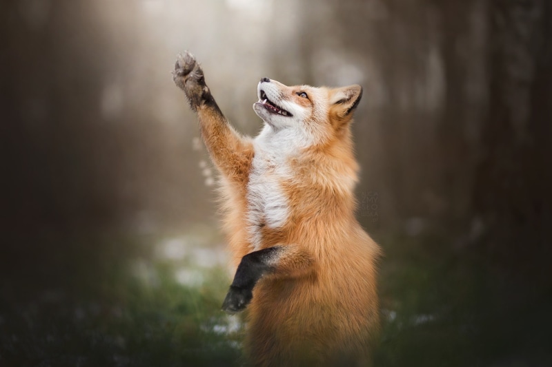 1080P, Wildlife, Paw, Animal, Fox