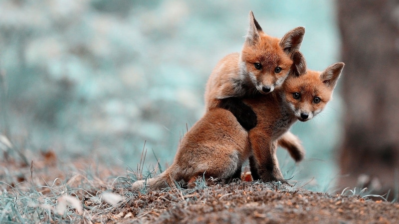 fox, fox cubs, animals, 2K, foxes, cubs, wildlife