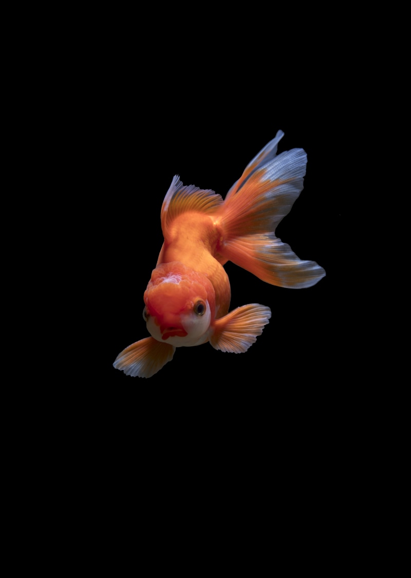 fish, one animal, studio shot, sea life, swimming, vertebrate, no people, 5K, wildlife, black background, gold, marine, animal themes, tail, indoors, underwater