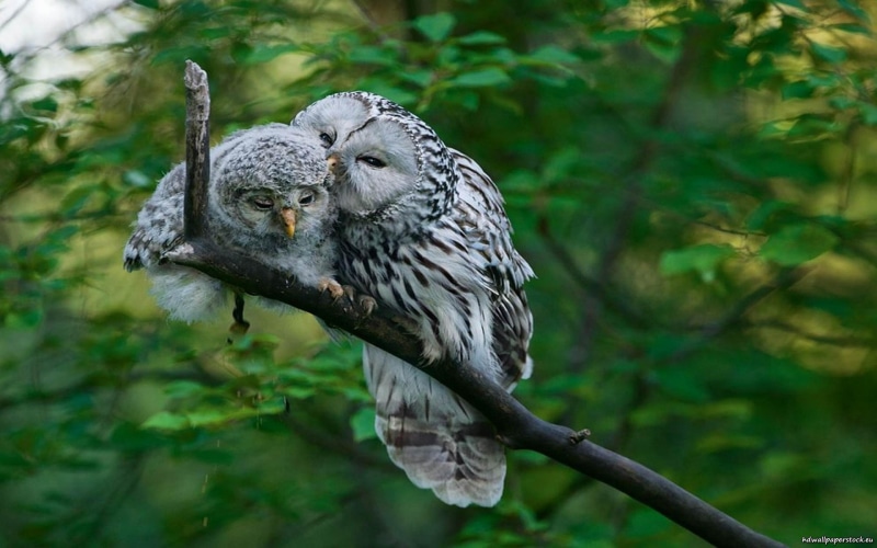 nature, bird, bird of prey, animal wildlife, animal themes, portrait, animals in the wild, wildlife, animal, focus on foreground, plant, tree, animals