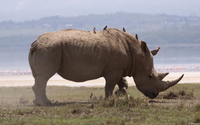 sky, domestic animals, wildlife, brown, landscape, field, animal, mammal, outdoors, rhino, no people, nature, 1080P, land, group of animals, figurines