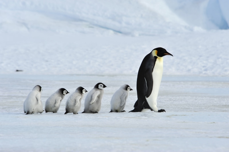 Baby Animal, Wildlife, Chick, Birds, Penguin, 4K