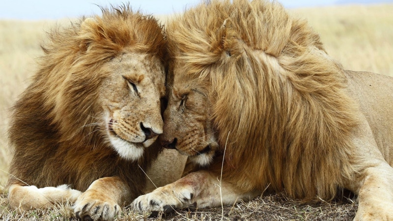 lion, wildlife, 1080P, mammals, animals, big cats