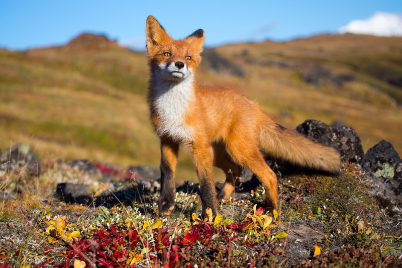 one animal, animals in the wild, canine, mountain, land, vertebrate, animal, brown, animal themes, plant, field, animals, mammal, no people, domestic animals