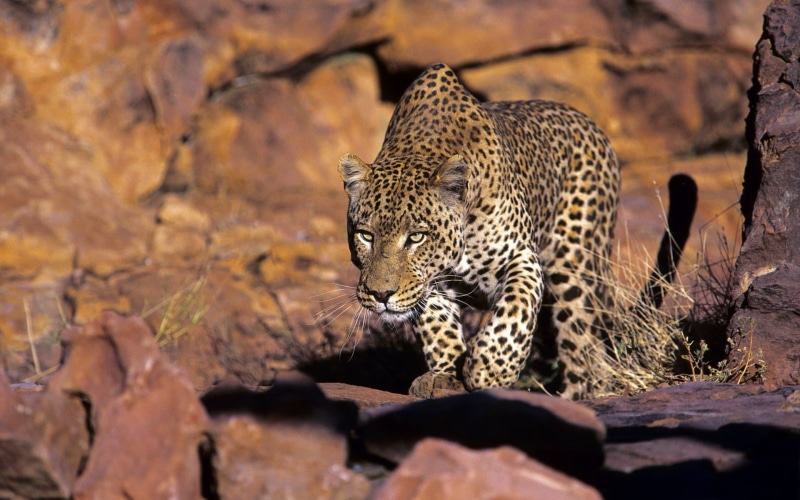 animals in the wild, day, big cat, one animal, carnivora, no people, undomesticated cat, solid, brown, wildlife, cat, feline, vertebrate, leopard (animal)