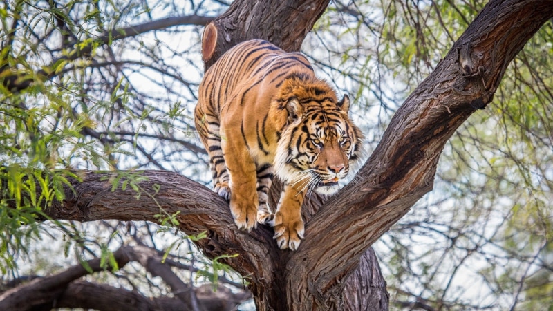 animal themes, no people, nature, vertebrate, feline, one animal, animals in the wild, cat, outdoors, brown, trunk, animals, undomesticated cat, wildlife