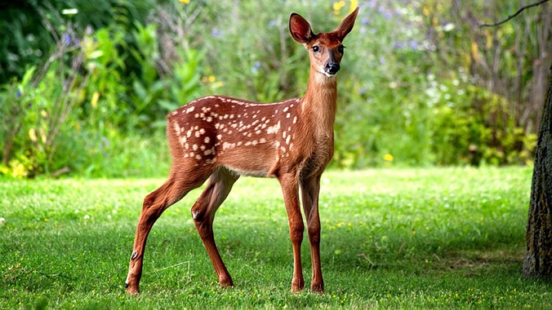 1080P, baby, baby animals, white, animals, wild, nature, wildlife, spotted, buck, fawn, deer