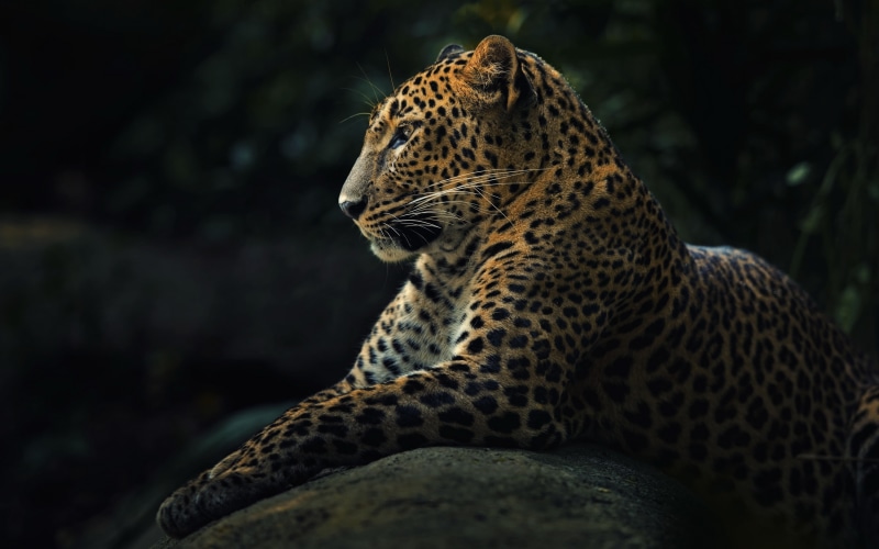vertebrate, whisker, feline, animal, one animal, jaguars, mammal, undomesticated cat, 2K, big cat, looking away, carnivora, animal wildlife, spotted, wildlife