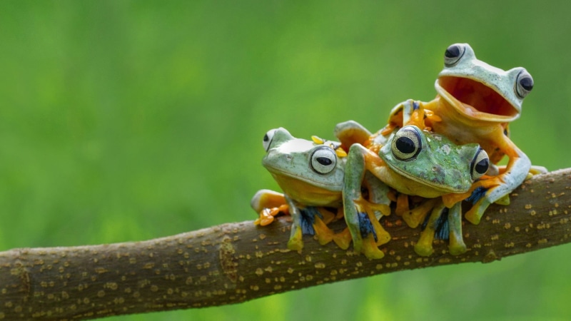 amphibian, plant, focus on foreground, vertebrate, reptile, yellow, green, nature, tree, no people, animals, frogs, close-up, animal head, outdoors, animal themes