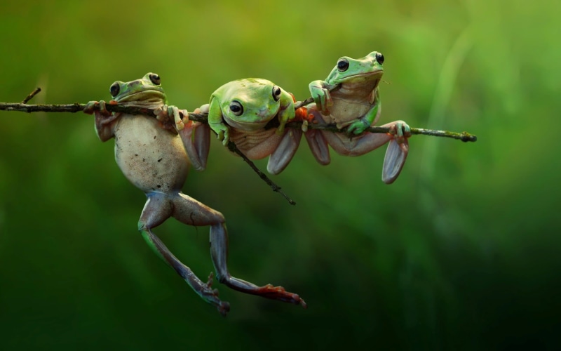 outdoors, green color, twig, focus on foreground, tree, branch, twigs, animals in the wild, animal themes, group of animals, bird, no people, plant, three