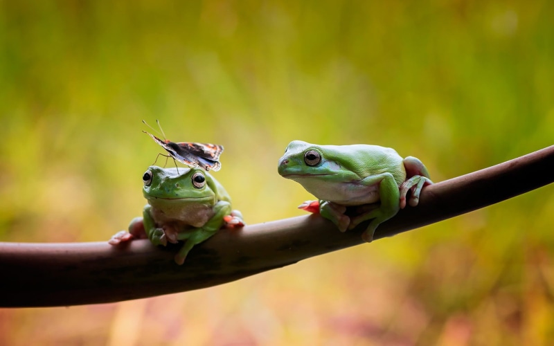 two, outdoors, green, animals, day, animals in the wild, insect, focus on foreground, frogs, frog, nature, human hand, reptile, hand, branch, lizard, animal wildlife