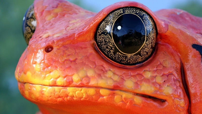 mouth open, vertebrate, extreme close-up, representation, eye, nature, no people, 1080P, orange, art and craft, animal, close-up, animal body part, eyes