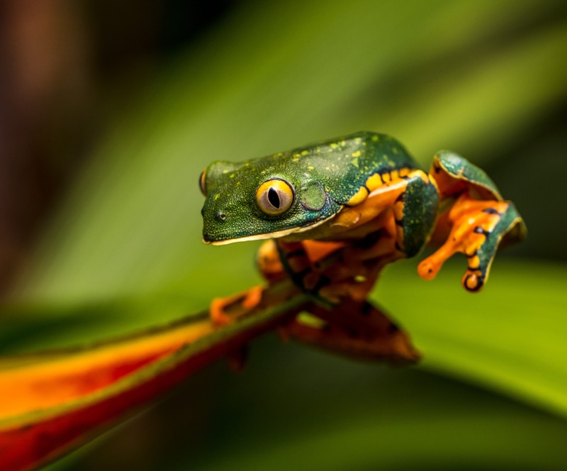 frog, photography, bird, food, wildlife, focus on foreground, honey bee, vertebrate, tree frog, animal themes, reptile, green color, animal, 4K, one animal