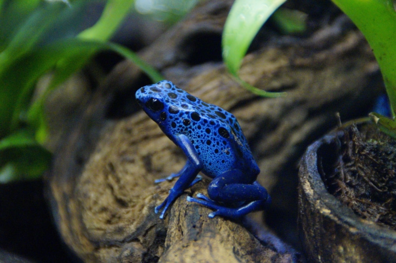 blue Tree, animal wildlife, day, selective, swimming, zoo, one animal, outdoors, photography, selective focus, lizard, Tree Frog, small, animal, tiny, amphibian