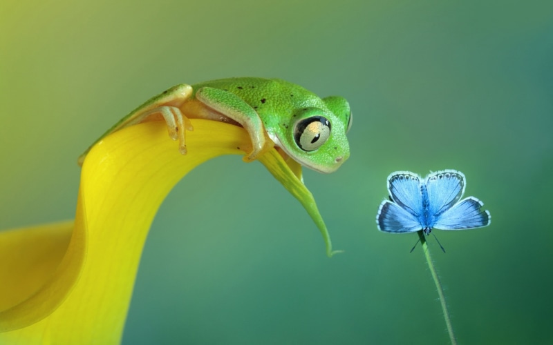 amphibian, flower head, flowering plant, green background, no people, green, one animal, petal, 4K, flower, fragility, animal head, beauty in nature, animals in the wild