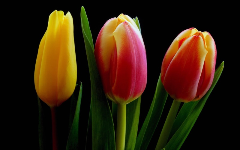 Orange, Tulip, Yellow, Flowers, Red, Black, 2K, Background