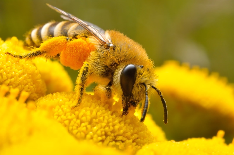 micro, bee, petaled, close-up, pollen, flower, honey, yellow, Honey bee, perched, nature, 5K, pollination, insect, photo, macro