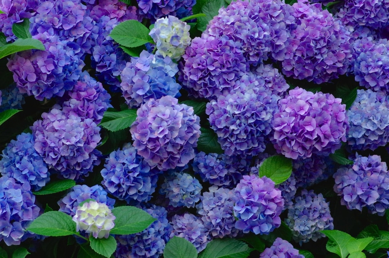 1080P, hydrangea, a lot, inflorescence