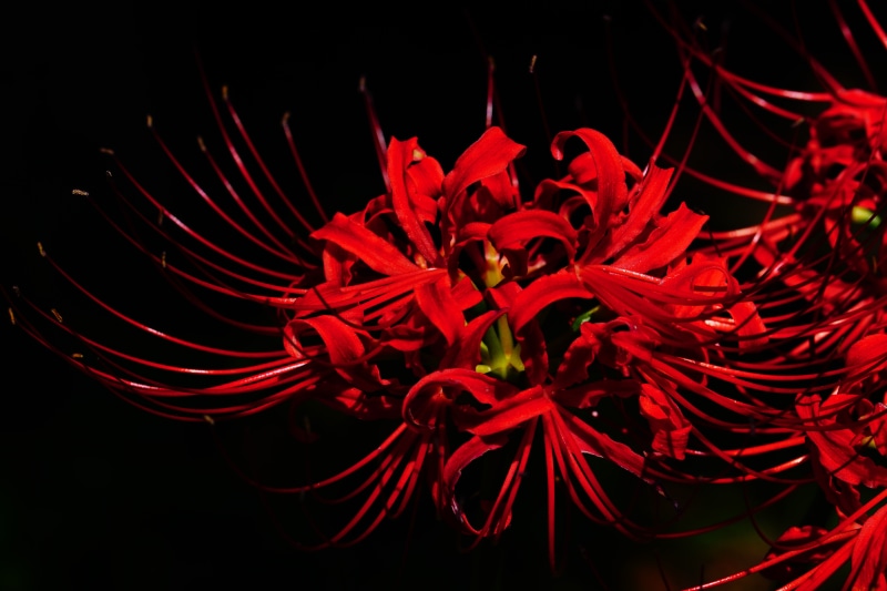 flowers, petal, fragility, night, inflorescence, pollen, red, growth, flowering plant, red flowers, nature, spider lily, flower head, petaled, beauty in nature