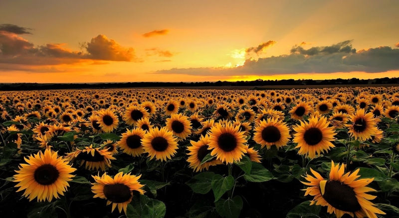 sky, flower, Landscape, Nature, growth, yellow, Sunflowers, beauty in nature, no people, flowering plant, 1080P, environment, outdoors, vulnerability