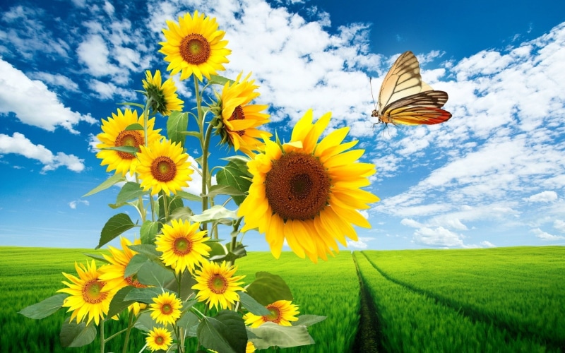 1080P, sunflower, cloud - sky, flowering plant, beauty in nature, plant, rural scene, petal, vulnerability, field, fragility, growth, yellow, pollen, sunflower background desktop