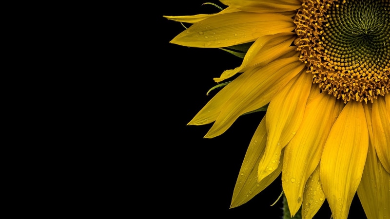 macro, background, 1080P, sunflower