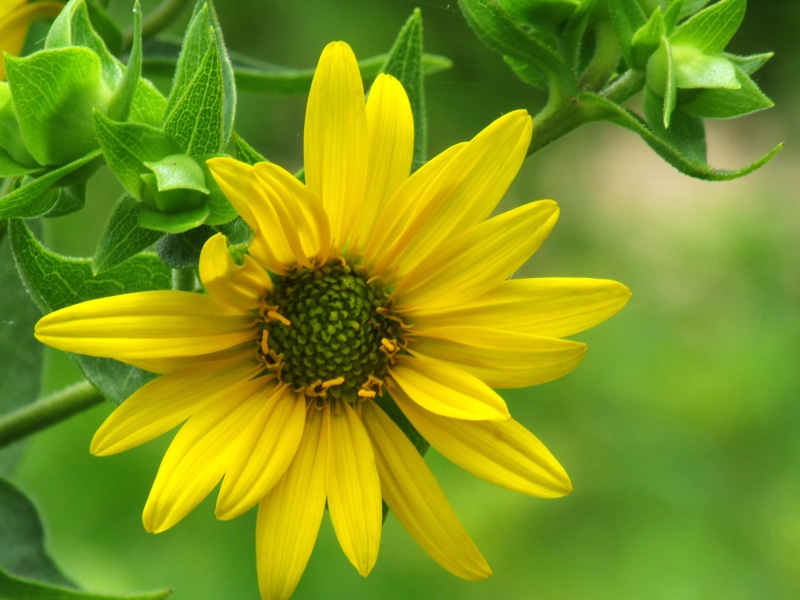green Color, plant, petaled, Sunflower, close-up, macro, Austin Texas, summer, photo, flower, MacroPhotography, wildflowers, nature, 4K, petal, yellow