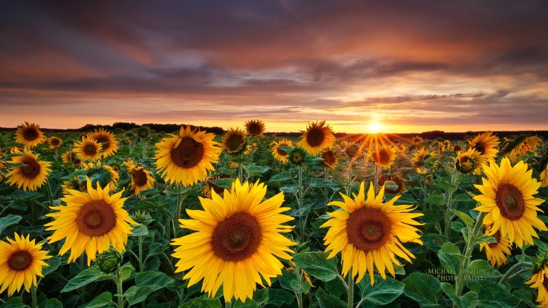 1080P, flower, nature, plant, sunflower