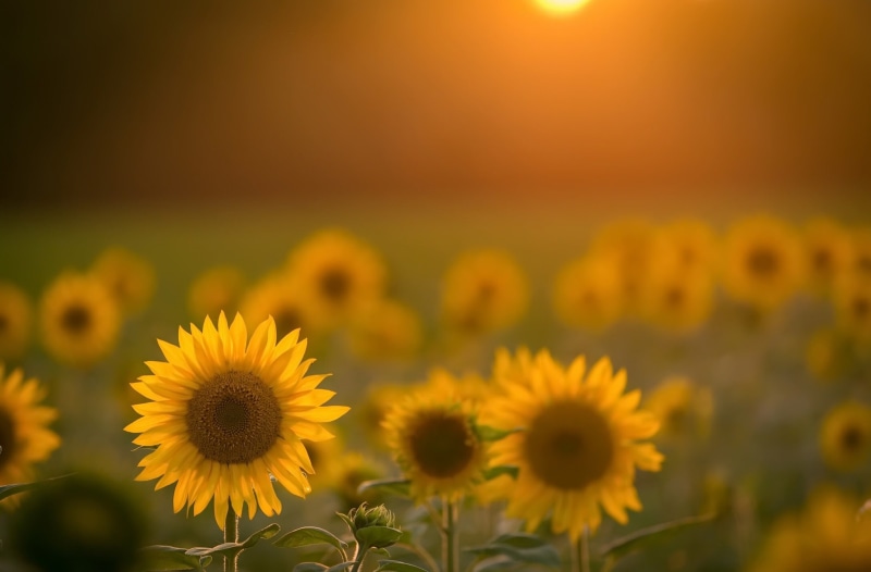focus on foreground, 1080P, nature, flower head, petal, sunflower, close-up, land, vulnerability, flowering plant, field, yellow, fragility, springtime
