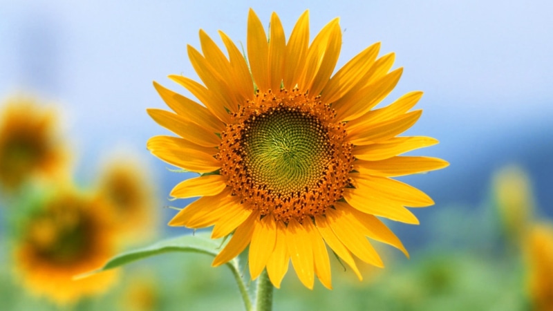 selective, flower, flowering plant, plant, sepal, photography, yellow, nature, close-up, 1080P, flower head, sunflower, focus, yellow flowers, flowers