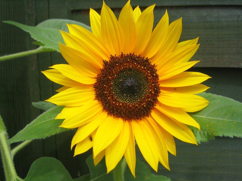 Sunflower, summer, flowers, agriculture, flower, 1080P, plant, yellow, petal, nature