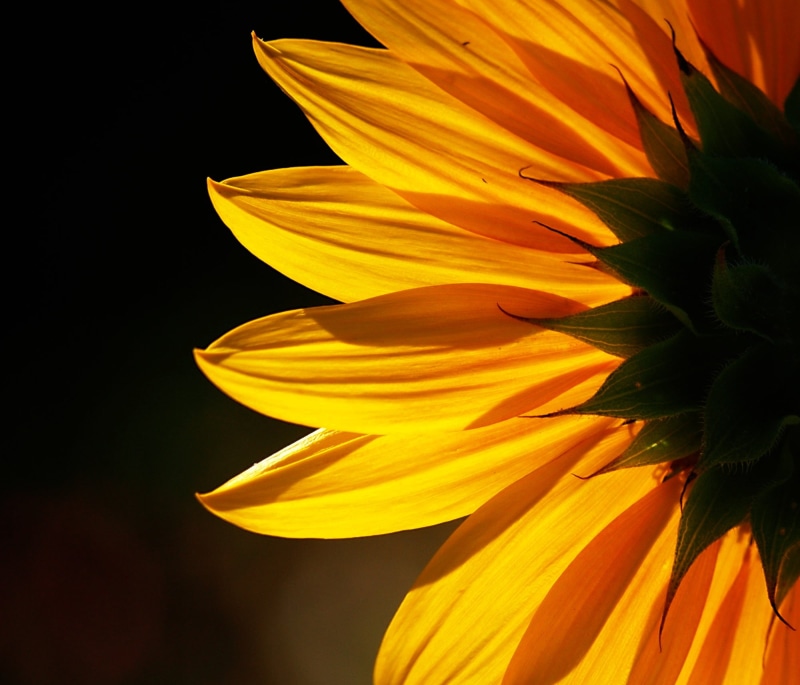 Sunflower, plant, close, nature, 1080P, single Flower, petal, Backlit, flower, photo, yellow, close-up, flower Head, summer, beauty In Nature