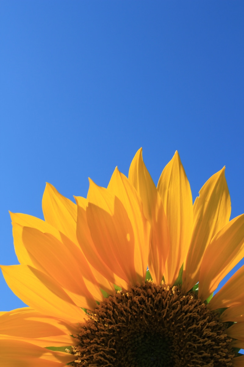 flower, outdoors, beautiful, isolated, Sunflower, summer, agriculture, single, closeup, light, color, space, photography, yellow, sunlight, closeup photography