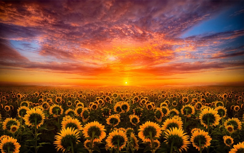 field, hd, mobile, sky, desktop, cloud, sunset, sunflower, 1080P, red