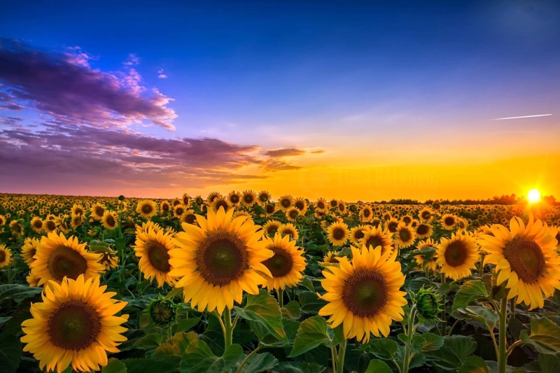 freshness, nature, agriculture, fragility, plant, beauty in nature, yellow, landscape, environment, land, scenics - nature, no people, rural scene