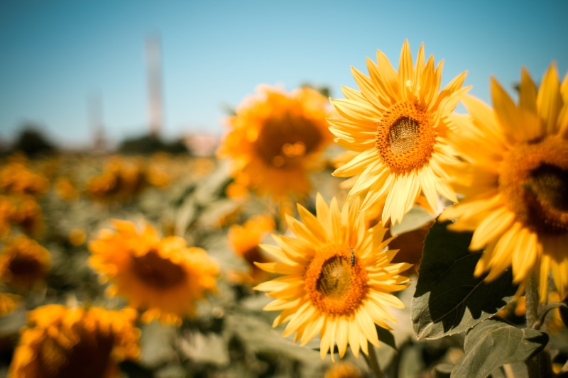 agriculture, focus on foreground, freshness, colorful, petal, nature, summer, sky, vulnerability, growth, flower, landscape, no people, Sunflowers, plant