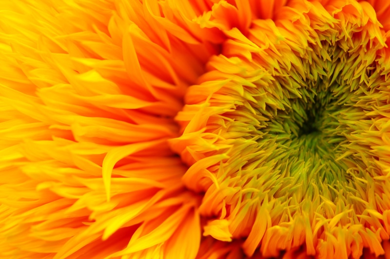 close-up, petals, shot, Mighty, petal, micro, nikon  d70, 2K, closeup, flower  garden, yellow, Sunflower, flower, nature, summer, plant, flower Head, faves