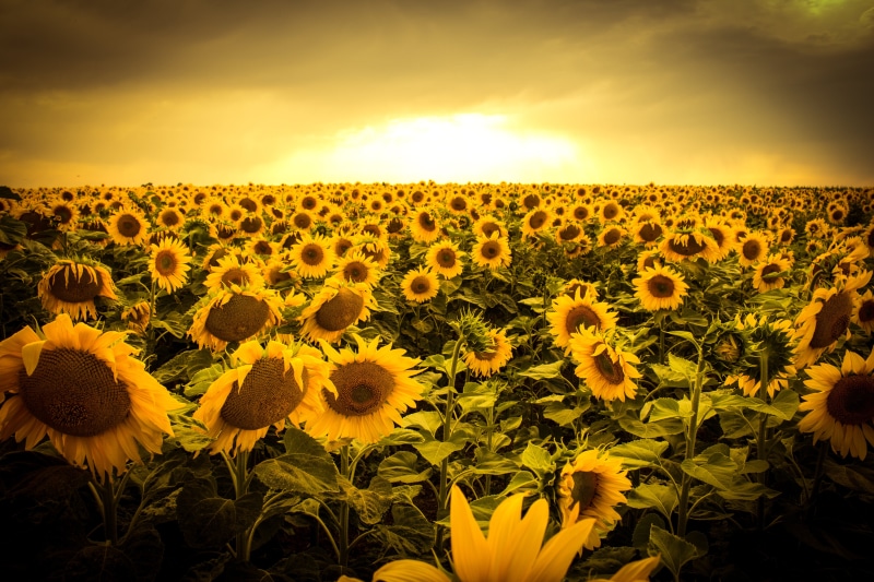growth, Sunflowers, bed, summer, golden hour, meadow, field, rural Scene, sky, agriculture, sunflower, flower, plant, outdoors, beauty In Nature, landscape
