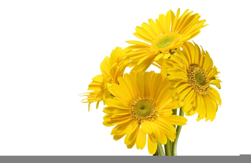 inflorescence, no people, springtime, botany, vulnerability, sunflowers, petal, stem, yellow, fragility, several, gerbera Daisy, flower, pollen, bouquet